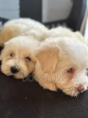 1-3 months Female Purebred Maltese