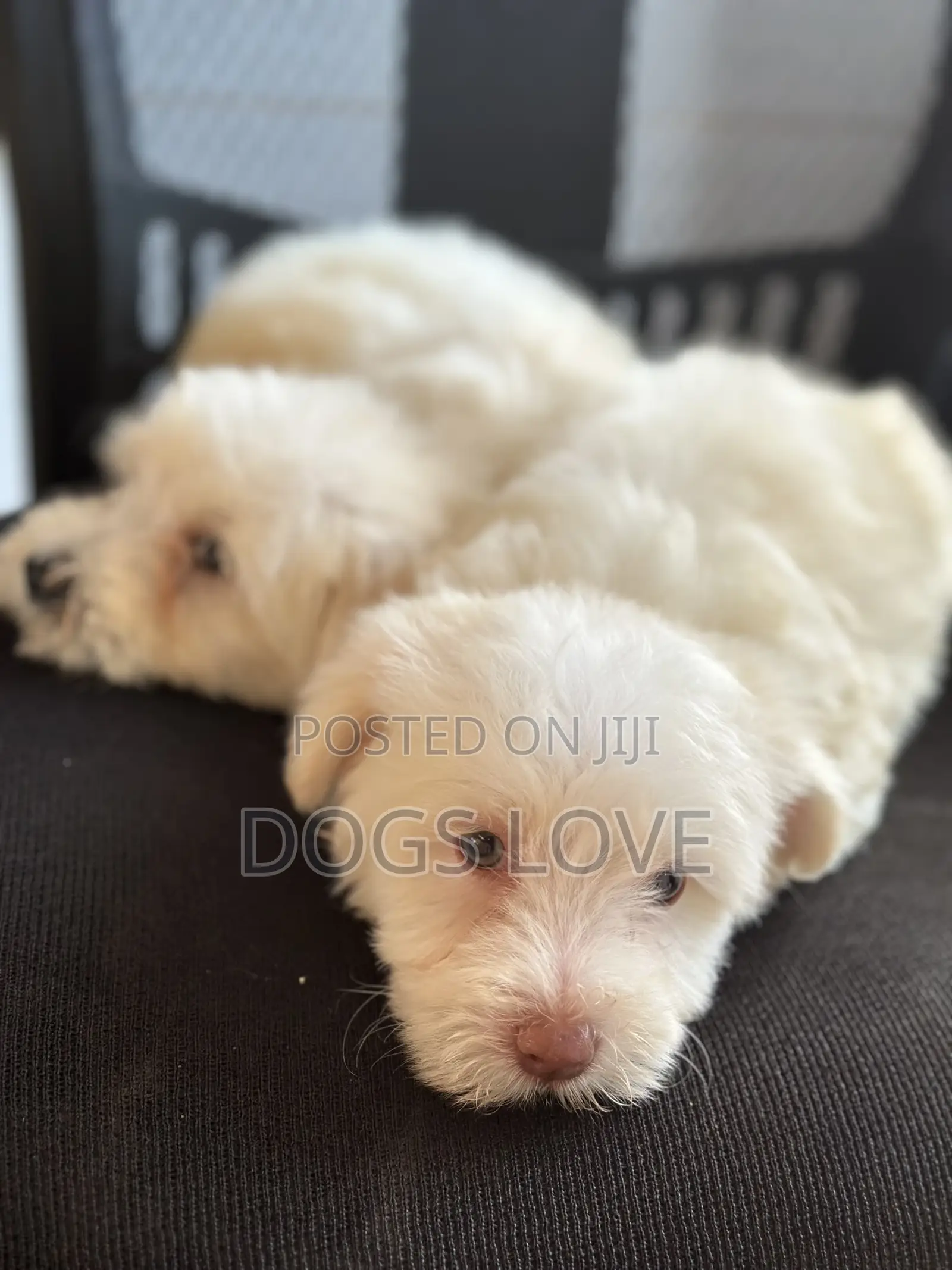 1-3 months Female Purebred Maltese