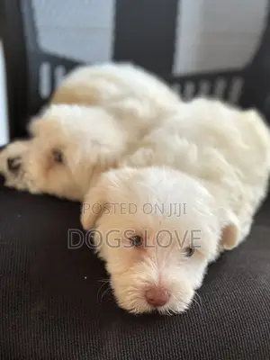 1-3 months Female Purebred Maltese