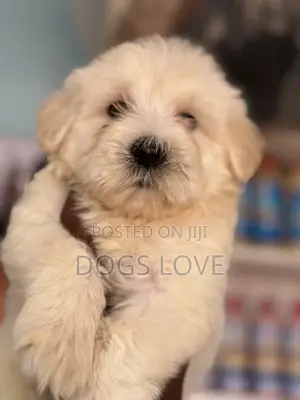 1-3 months Female Purebred Maltese