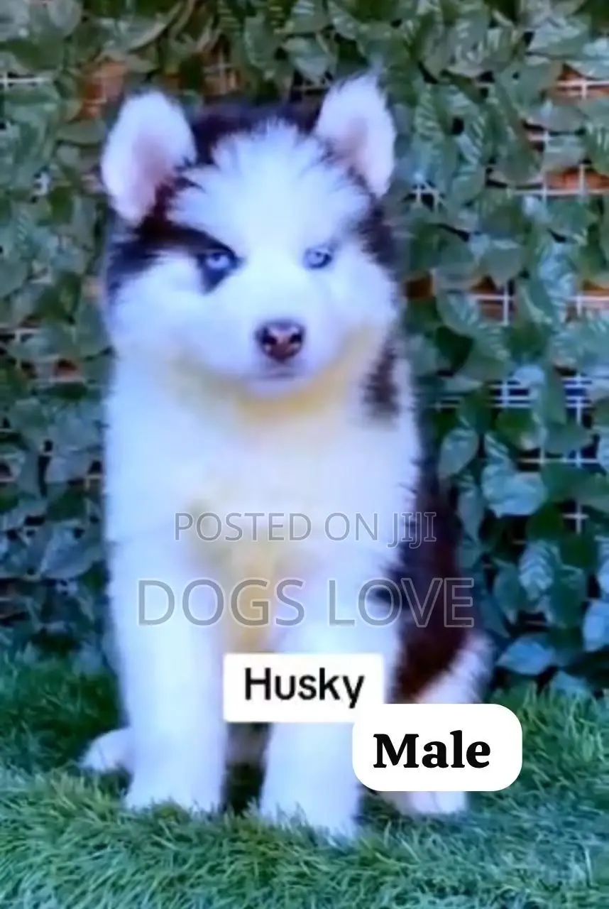 1-3 months Male Purebred Siberian Husky