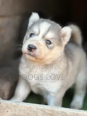 1-3 months Male Purebred Siberian Husky