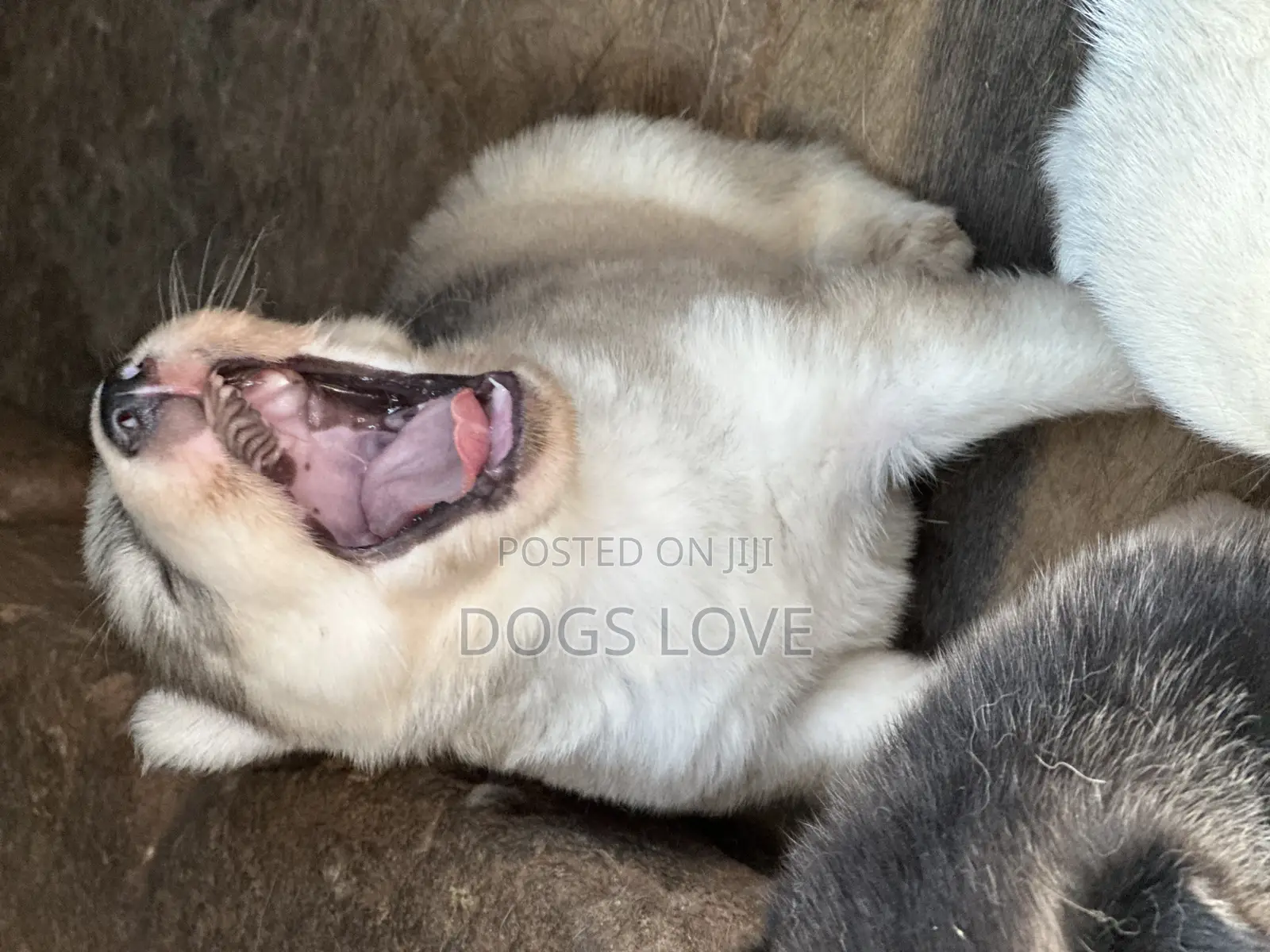 1-3 months Male Purebred Siberian Husky