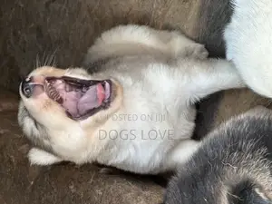 1-3 months Male Purebred Siberian Husky
