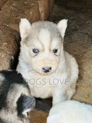 1-3 months Male Purebred Siberian Husky
