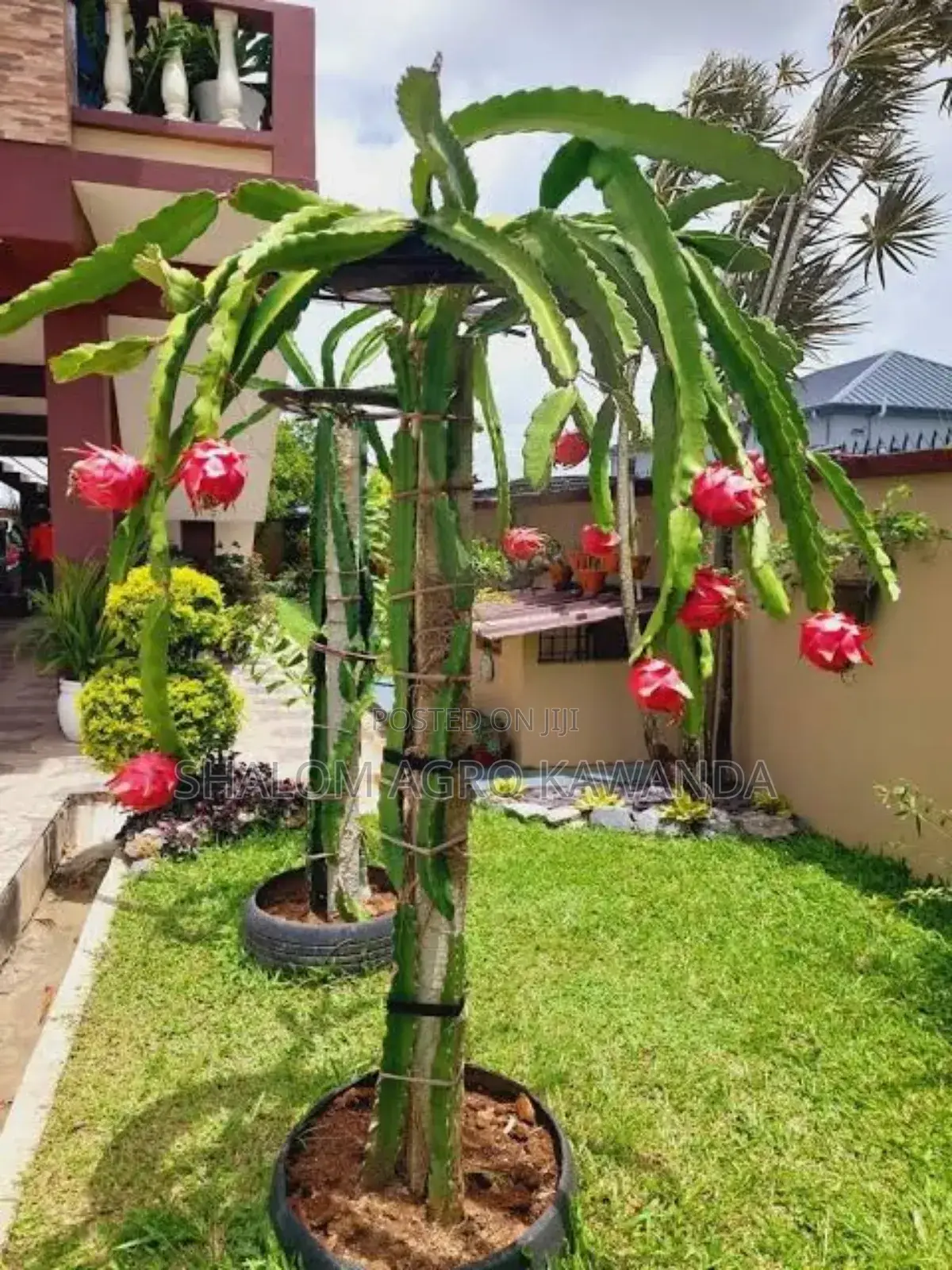 Dragonfruit Metalic Support Posts.