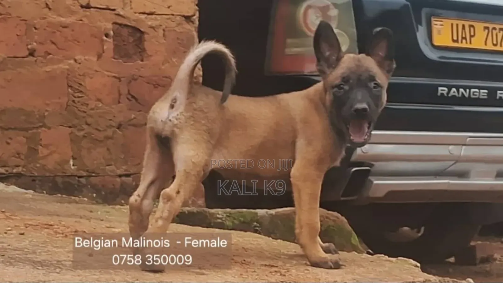1-3 months Male Purebred Belgian Malinois