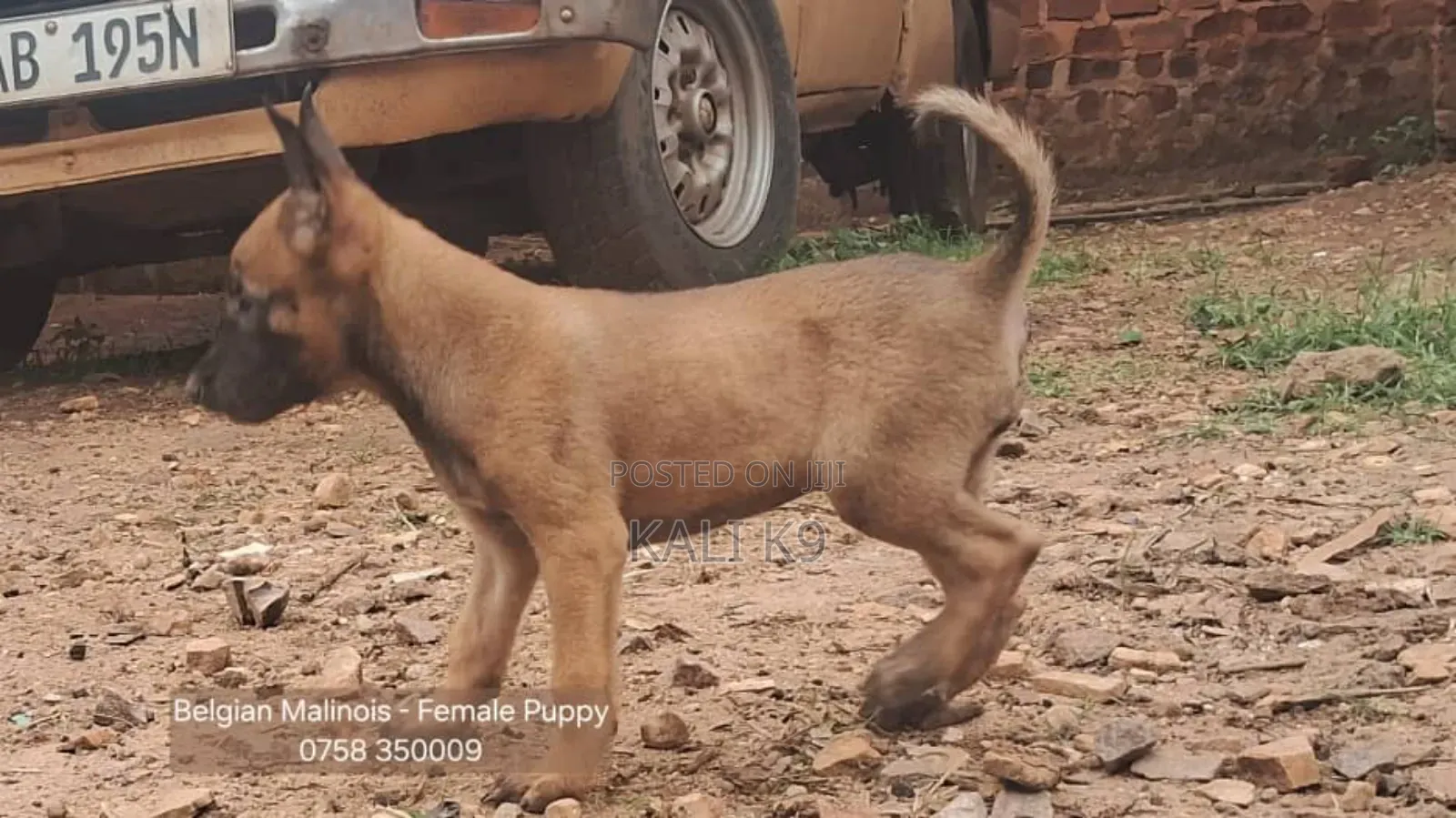 1-3 months Male Purebred Belgian Malinois
