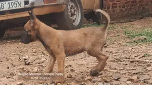 1-3 months Male Purebred Belgian Malinois