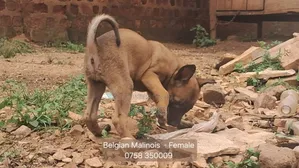 1-3 months Male Purebred Belgian Malinois