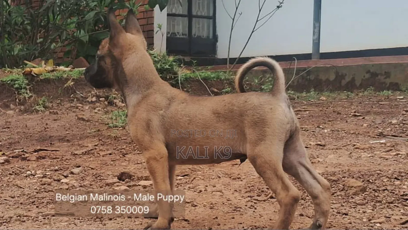 1-3 months Male Purebred Belgian Malinois