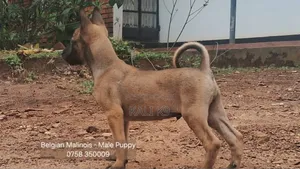 1-3 months Male Purebred Belgian Malinois