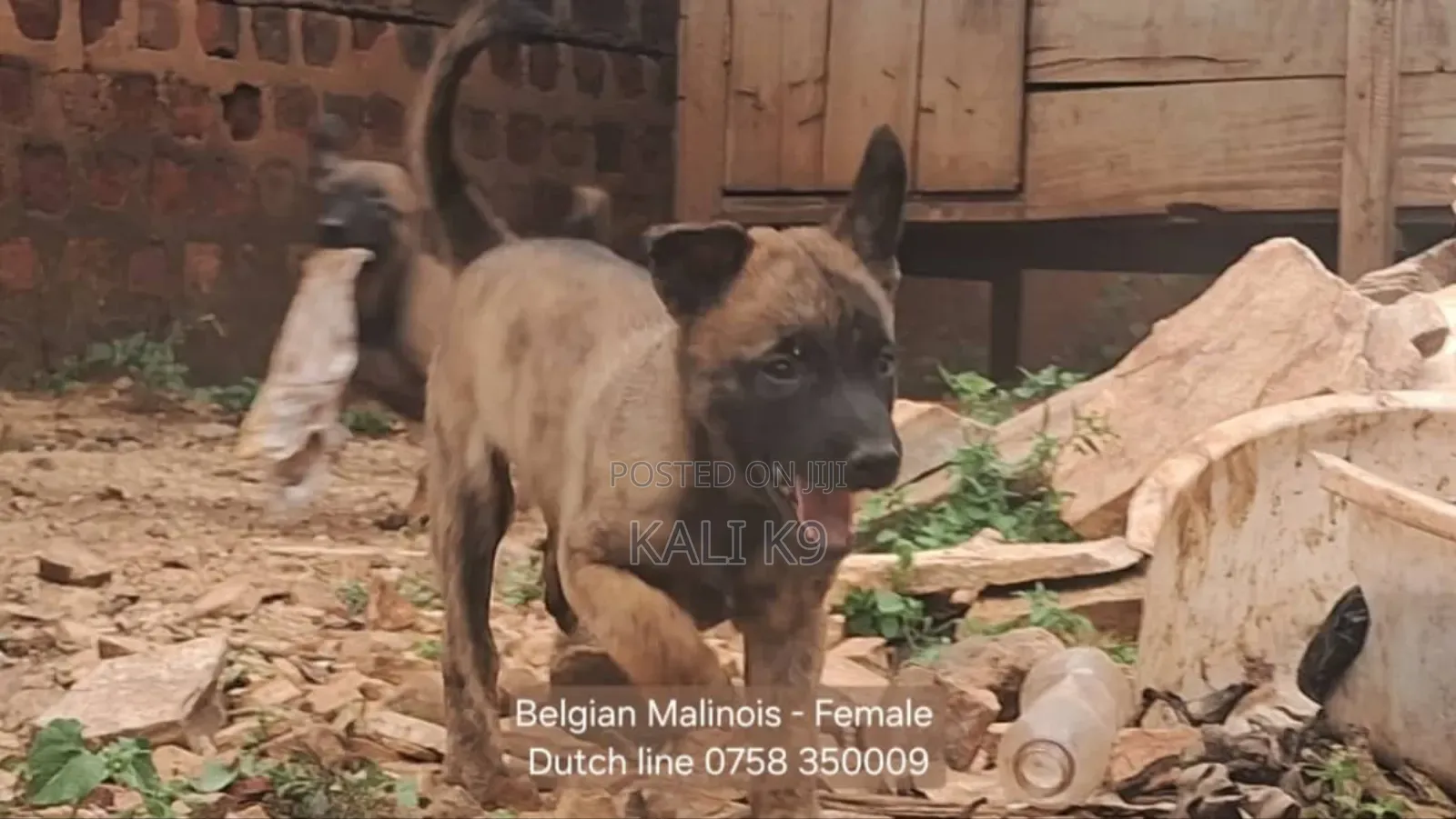 1-3 months Male Purebred Belgian Malinois