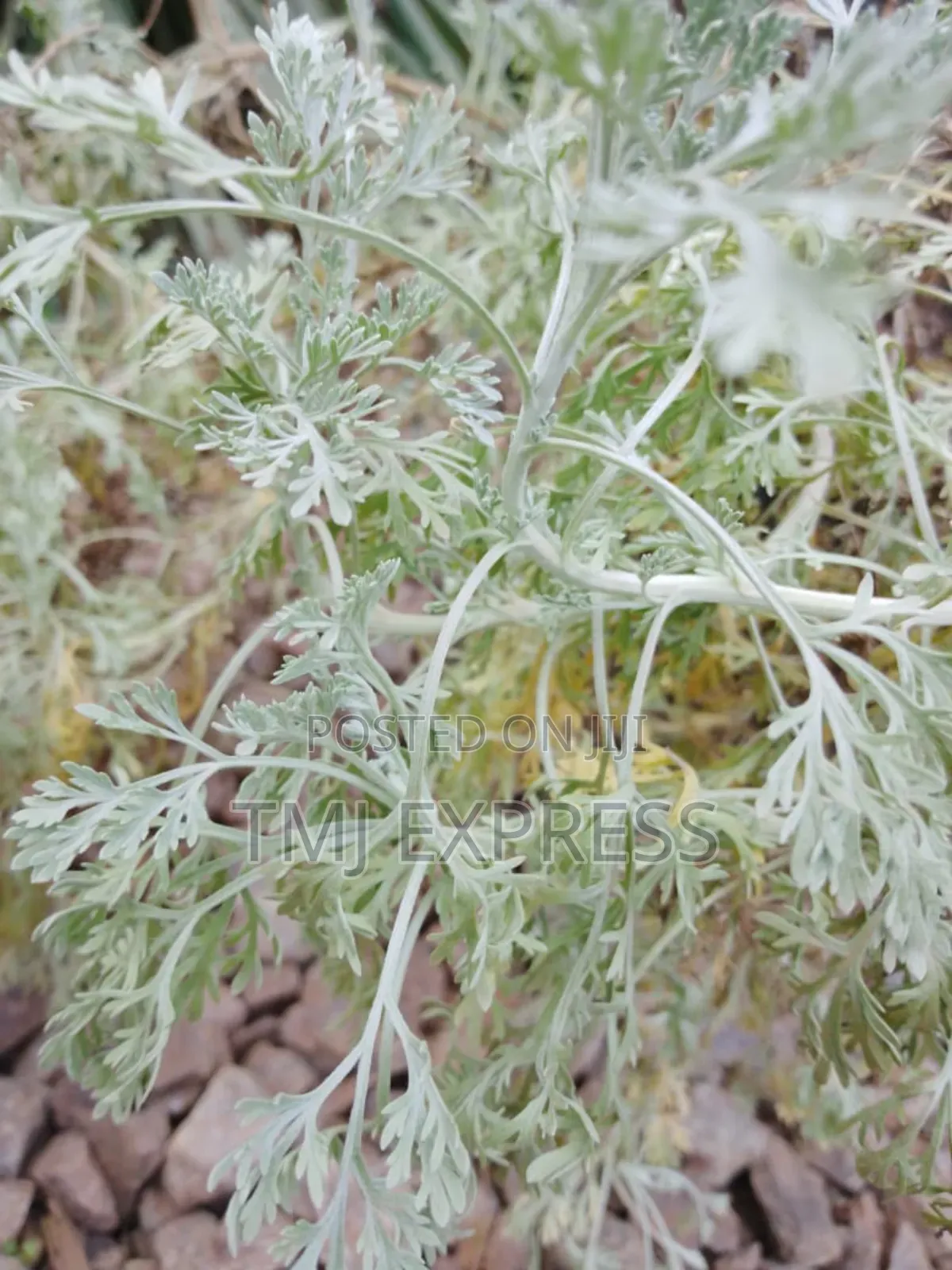 Artemisia Absithium Seedlings