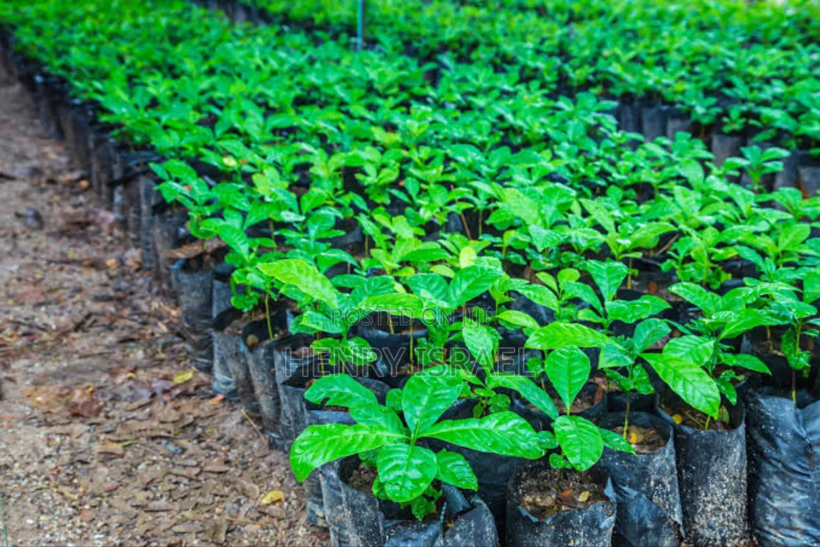 All Coffee Kr Varieties Cwdr, Kr1.Kr3.Kr4.Kr5.Kr6.Kr7.Kr8.Kr9 10