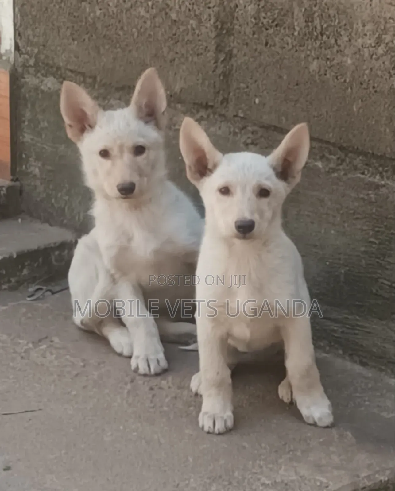 3-6 months Male Purebred German Shepherd