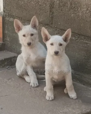 3-6 months Male Purebred German Shepherd