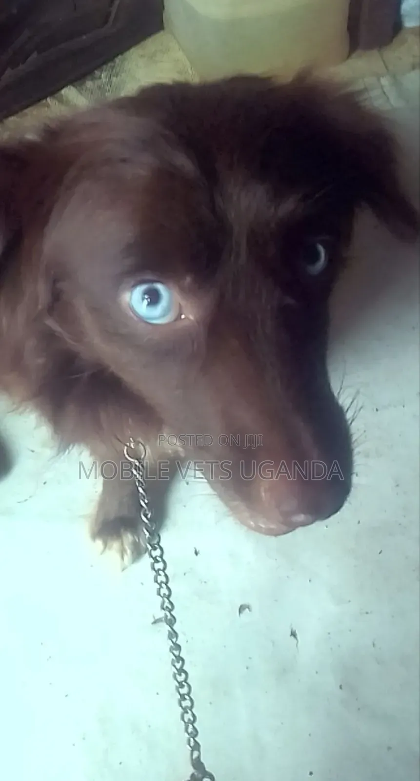 3-6 months Female Purebred Labradoodle