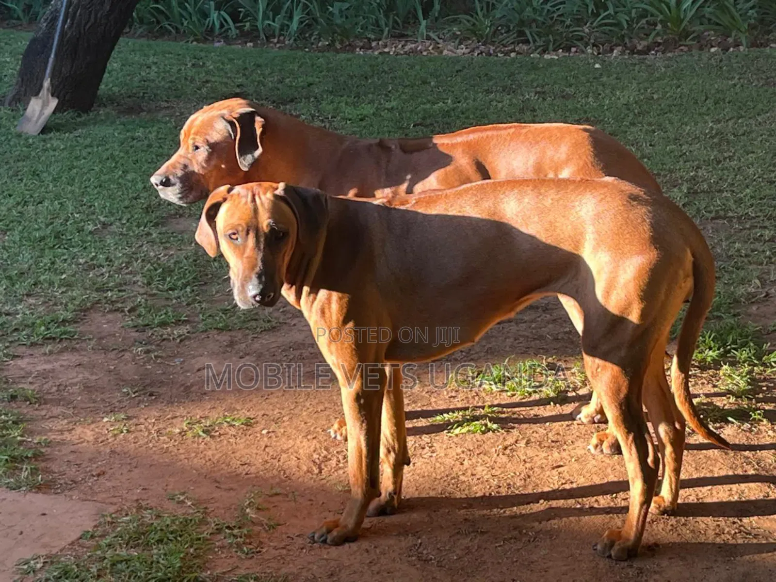 6-12 months Male Purebred Redbone Coonhound