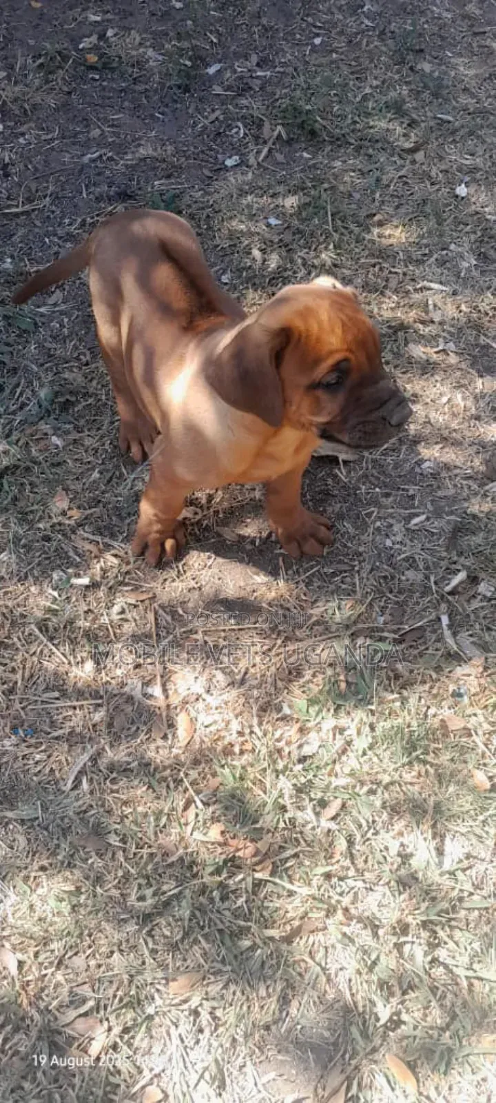 1-3 months Male Purebred Wirehaired Pointing Griffon
