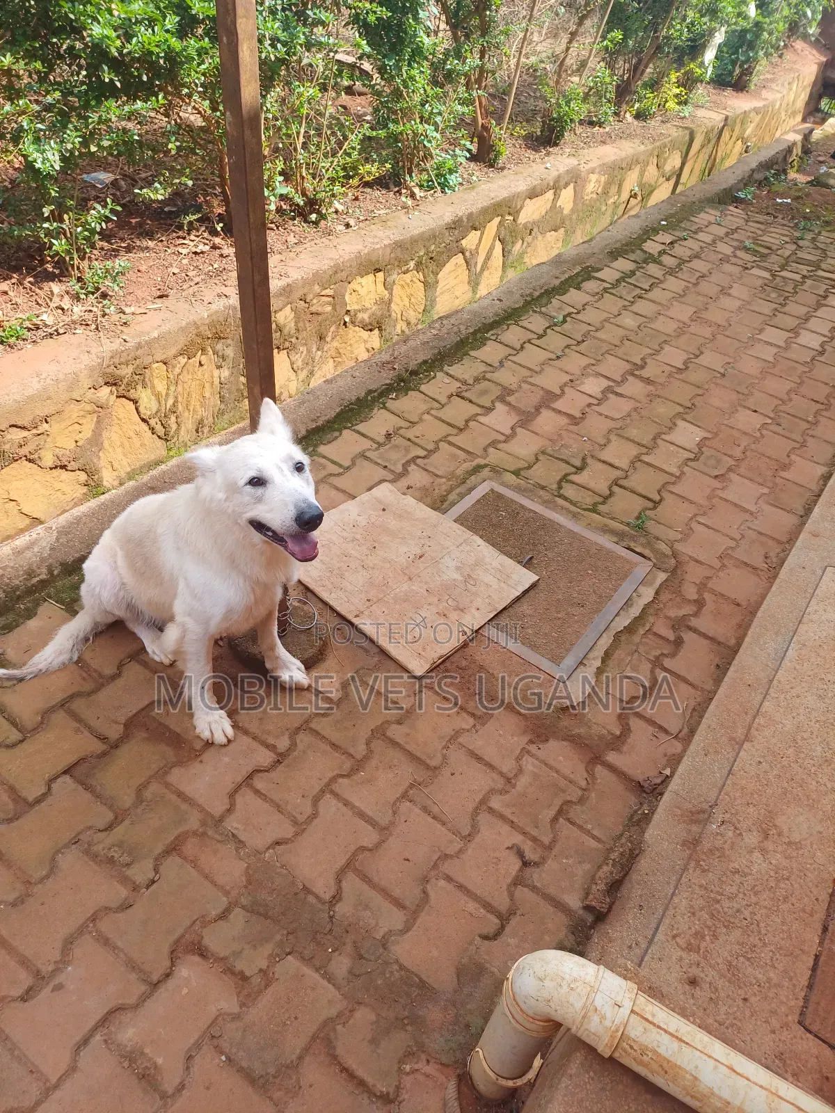 6-12 months Male Purebred German Shepherd