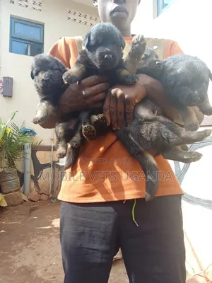 1-3 months Male Purebred German Shepherd