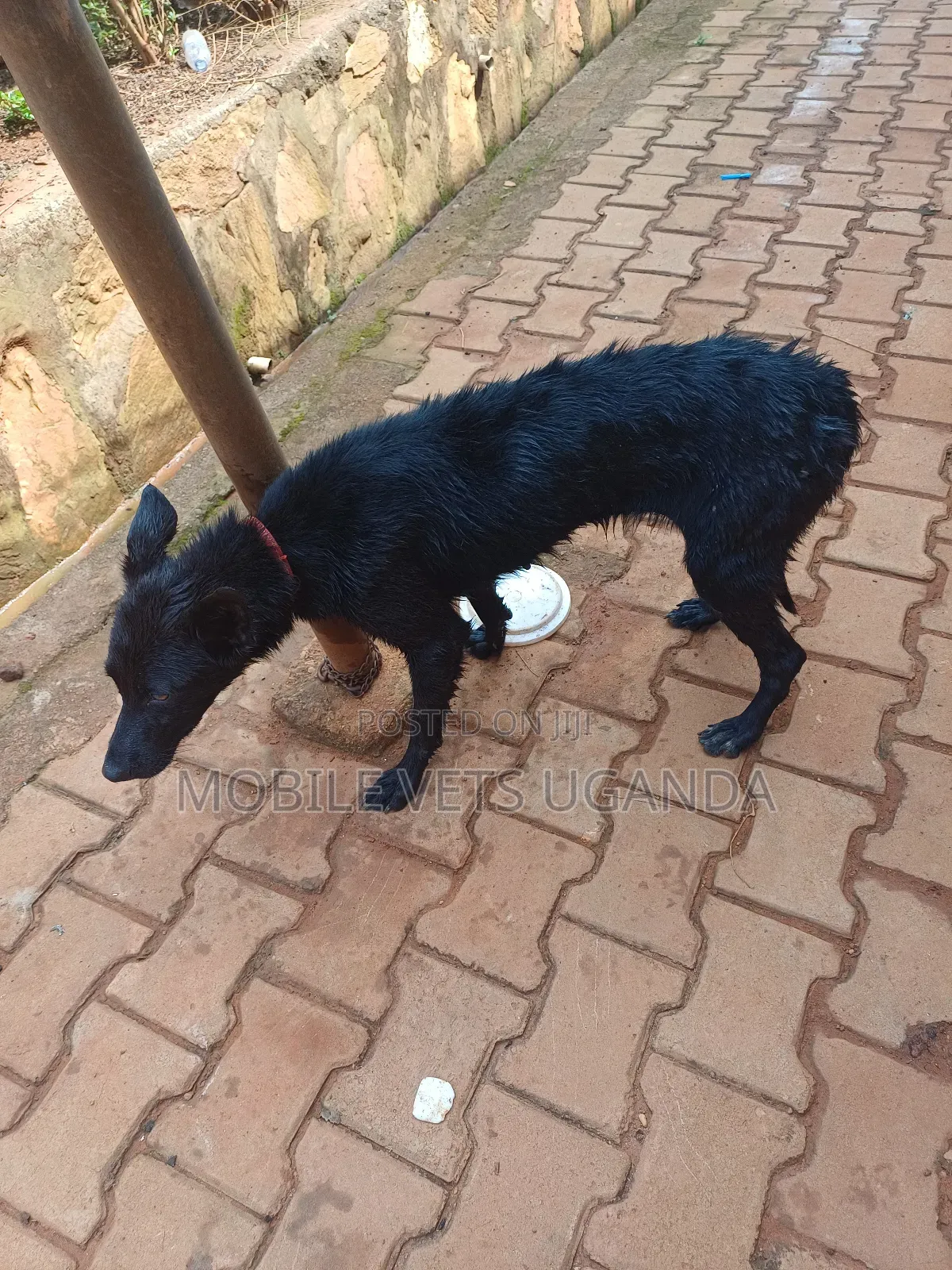 1-3 months Female Purebred German Shepherd