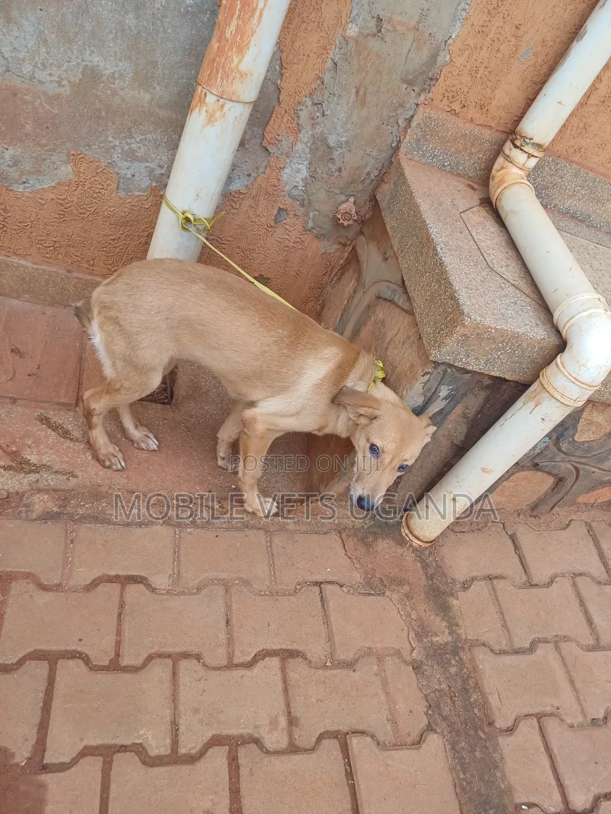 3-6 months Male Purebred German Shepherd