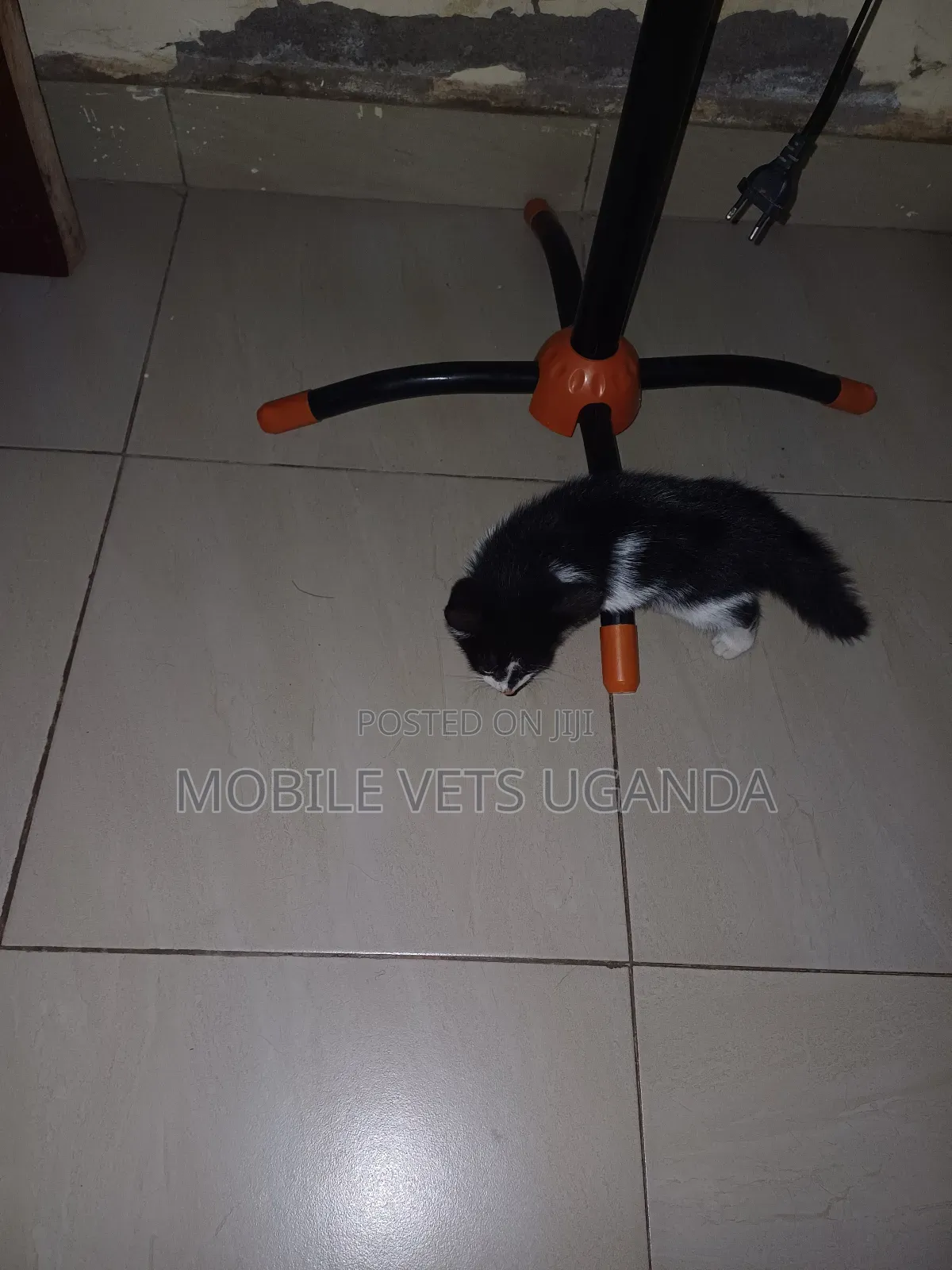 1-3 months Female Purebred American Wirehair