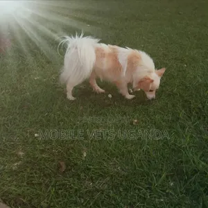 6-12 months Female Purebred Japanese Chin