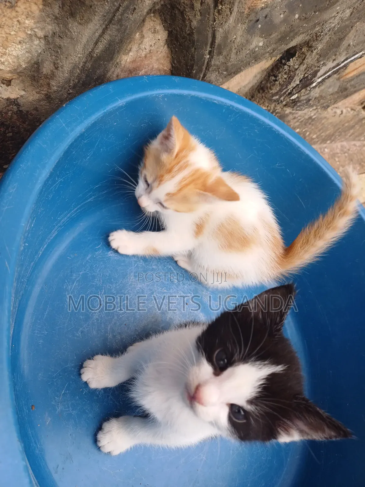 1-3 months Female Purebred Singapura