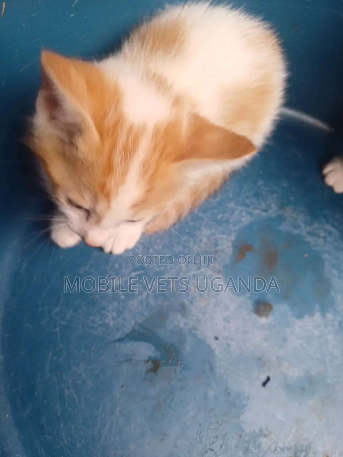 0-1 month Male Purebred Bengal
