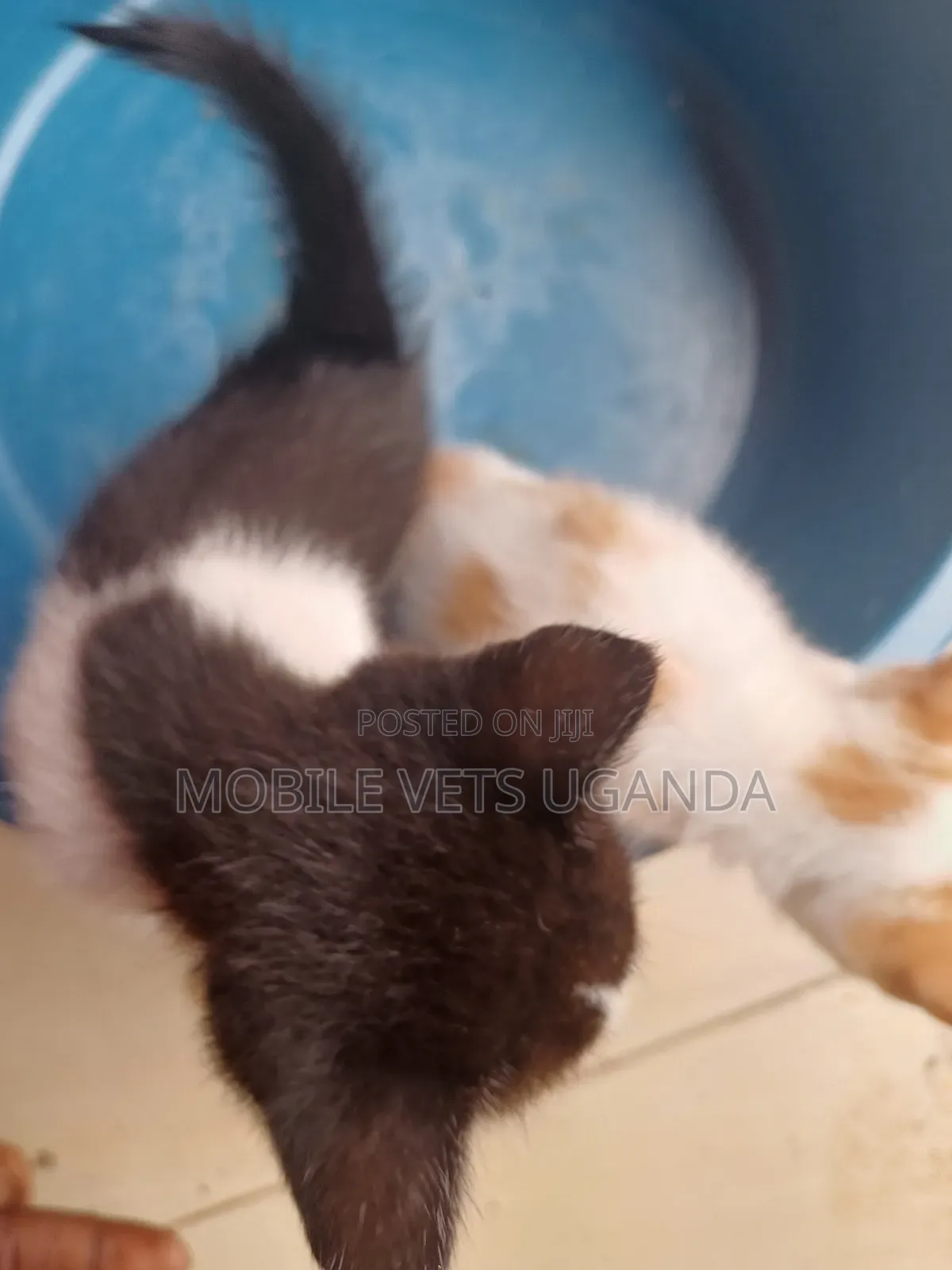 3-6 months Female Purebred Javanese