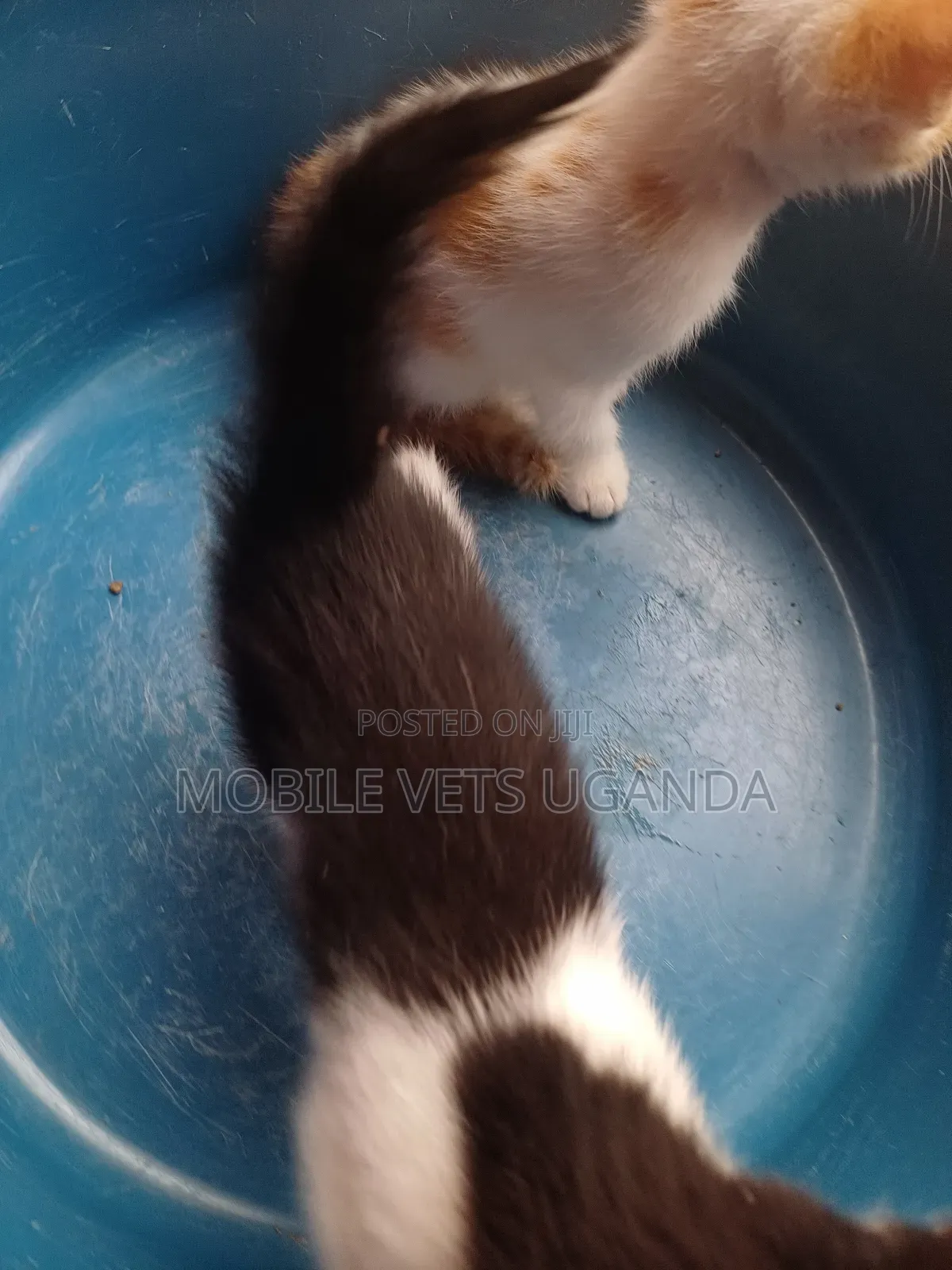 1-3 months Female Purebred Ragdoll
