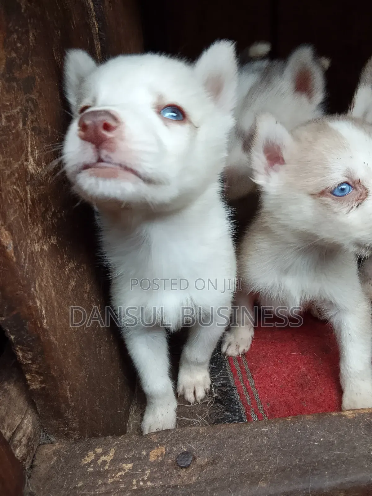 1-3 months Male Purebred Siberian Husky