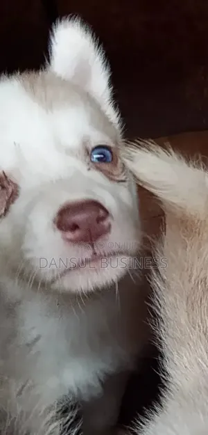1-3 months Male Purebred Siberian Husky