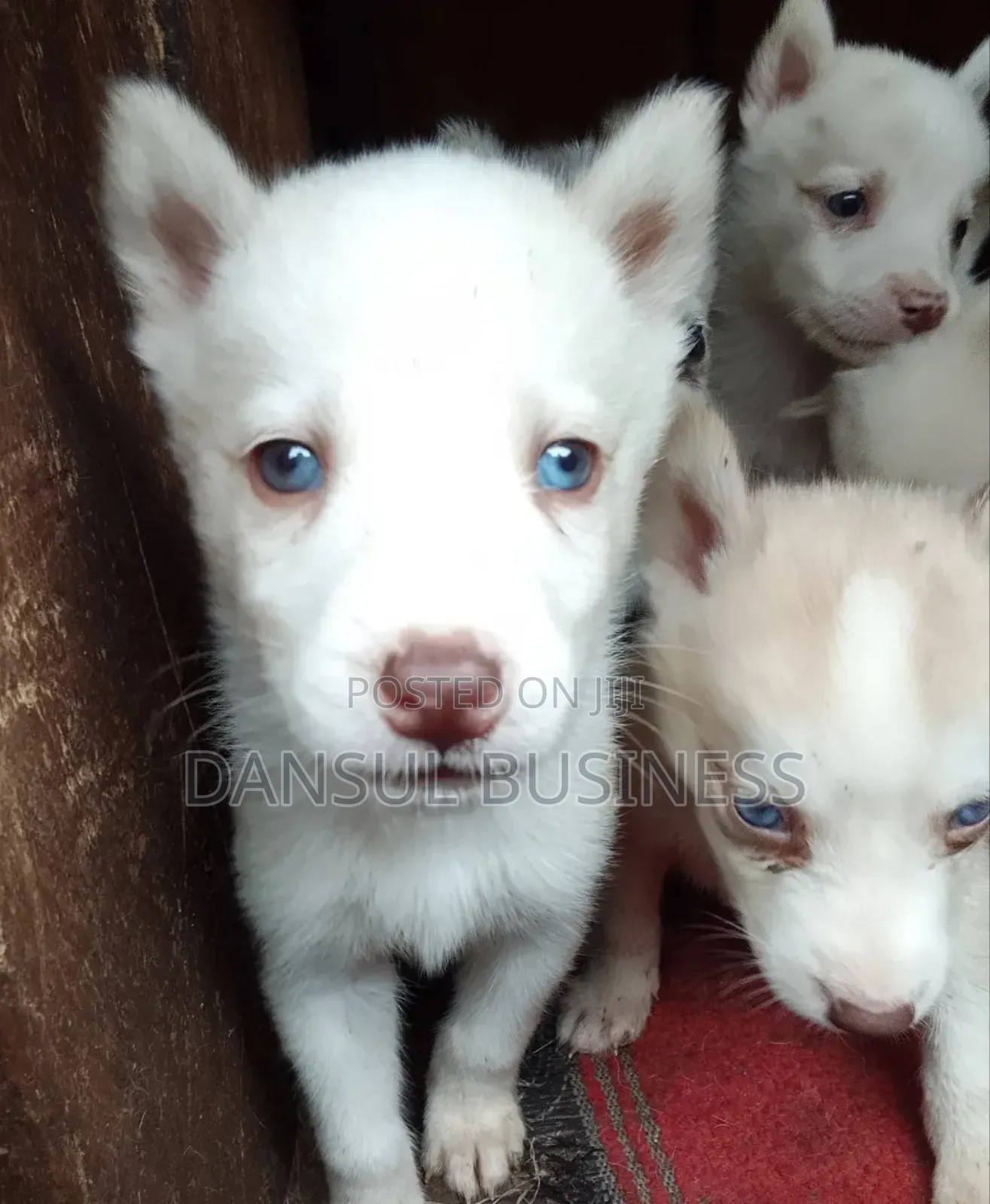 1-3 months Male Purebred Siberian Husky