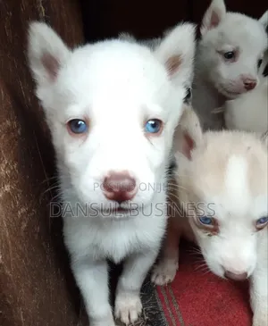 1-3 months Male Purebred Siberian Husky