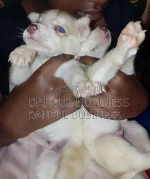 1-3 months Male Purebred Siberian Husky