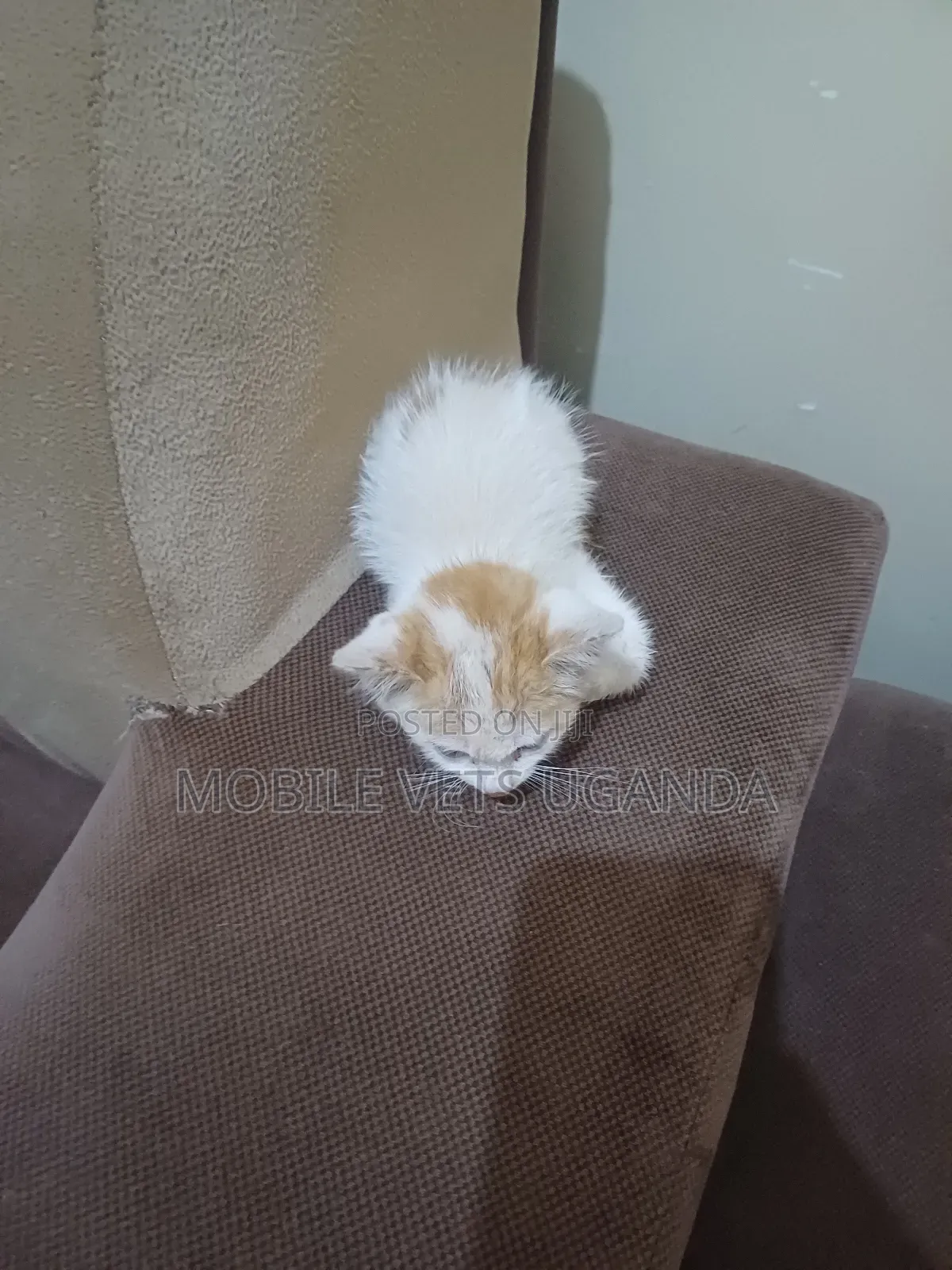 1-3 months Female Purebred LaPerm