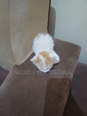 1-3 months Female Purebred LaPerm