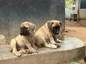 1-3 months Male Purebred Boerboel