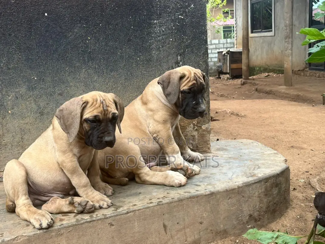 1-3 months Male Purebred Boerboel