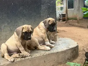 1-3 months Male Purebred Boerboel
