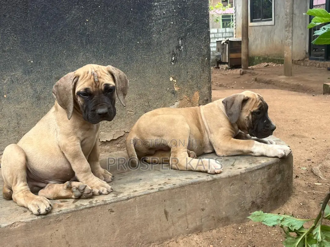 1-3 months Male Purebred Boerboel