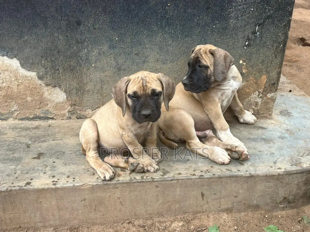 1-3 months Male Purebred Boerboel