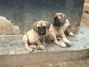 1-3 months Male Purebred Boerboel