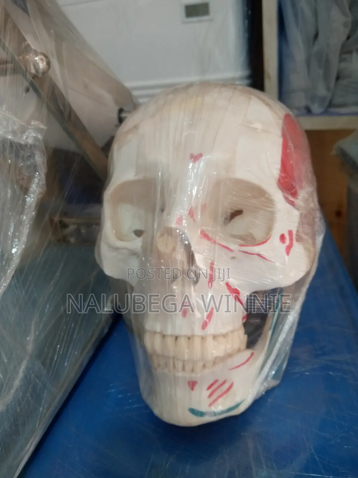 Human Skull Model/ Anatomical Teaching Model