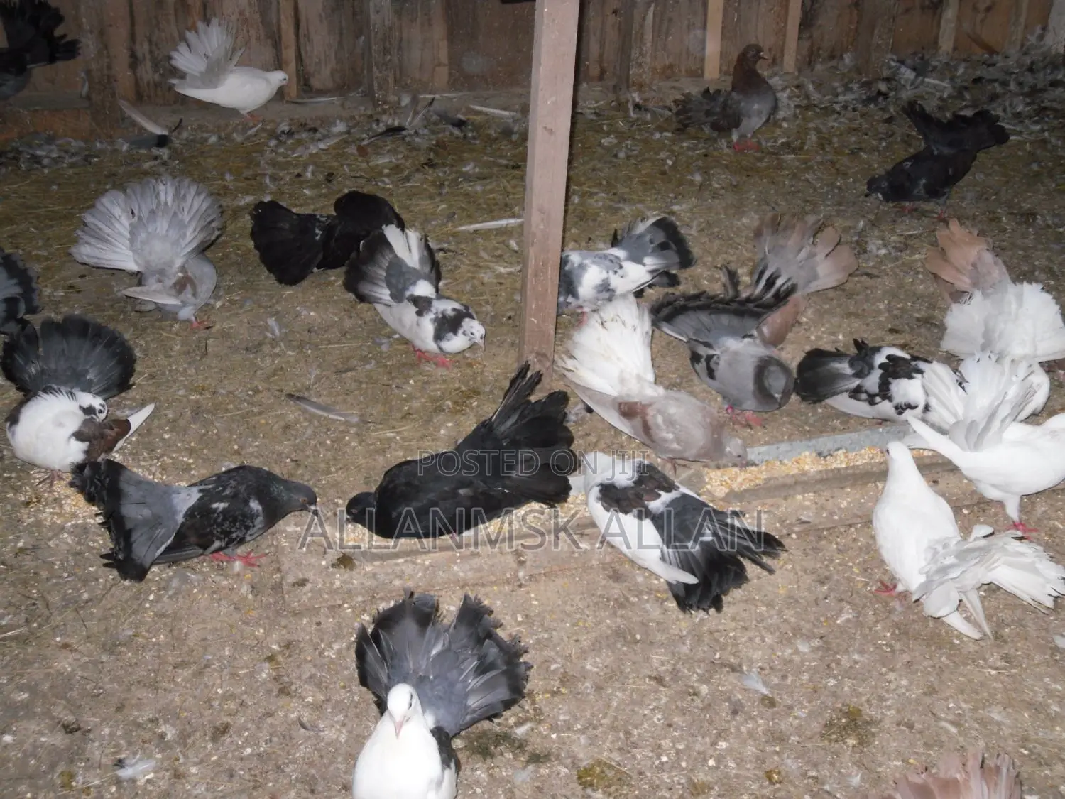 Fancy American Fantail. Flash Sale Apair.