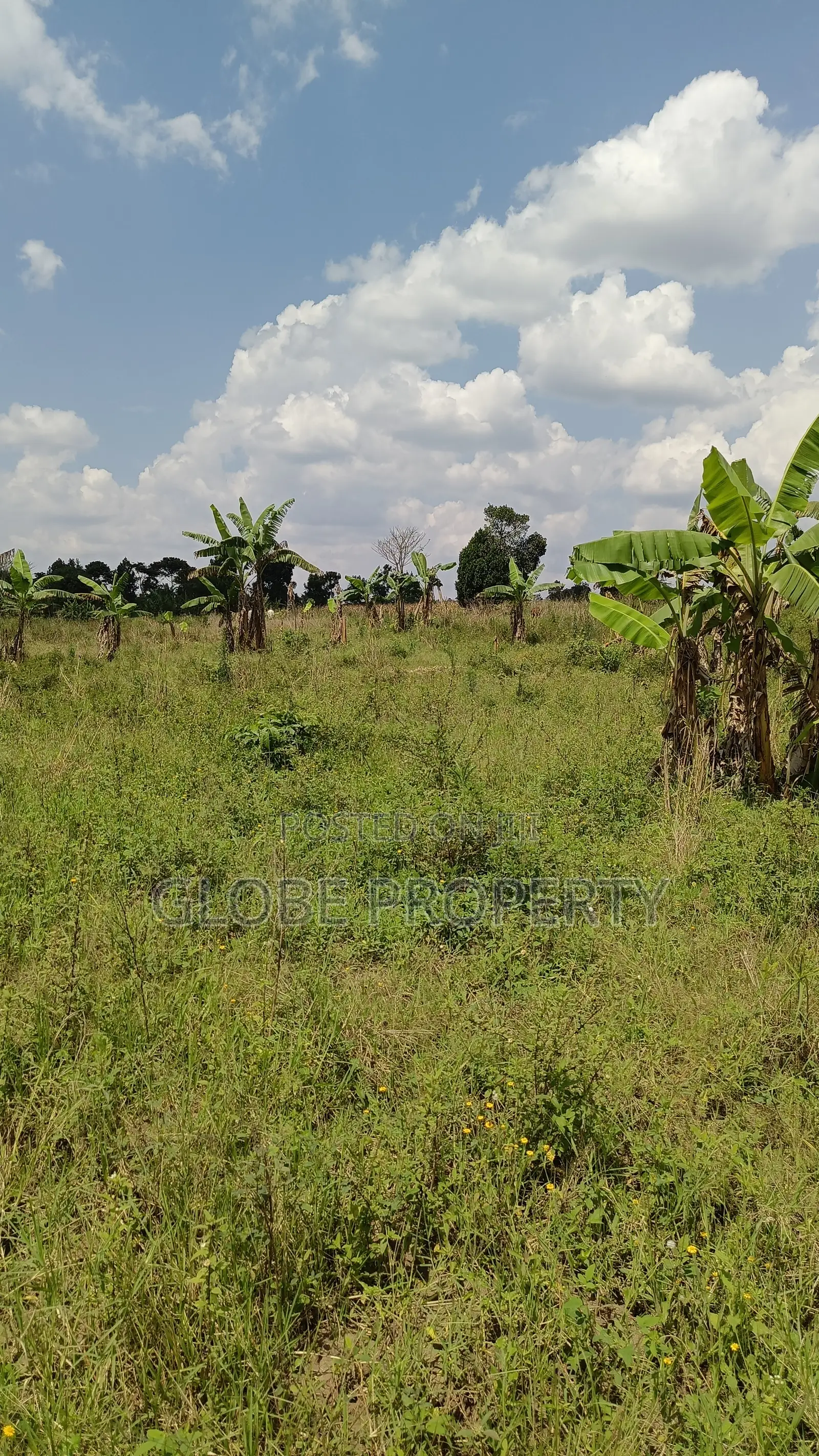 4 Acres of Farm Land for Sale in Ndese Nakifuma